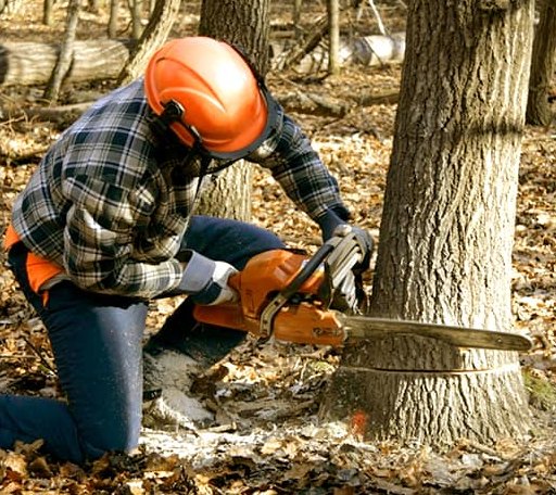 Tree Removal in Hope, MN